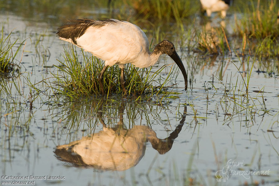 African Sacred Ibisadult, identification, habitat