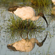 African Sacred Ibis