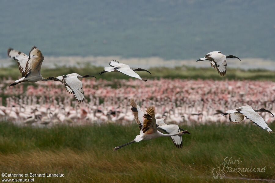 African Sacred Ibisadult, habitat, Flight