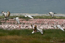 African Sacred Ibis