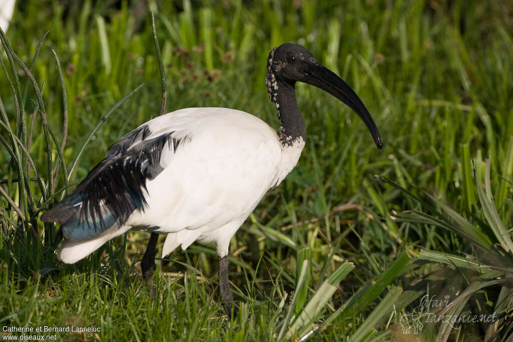 African Sacred Ibisadult, identification