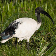 African Sacred Ibis