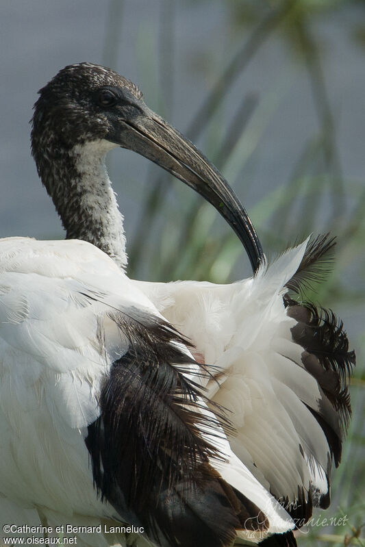 African Sacred Ibis, close-up portrait, care
