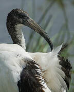 African Sacred Ibis