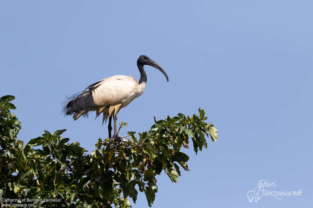 Ibis sacréadulte nuptial, Comportement