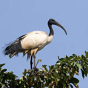 African Sacred Ibis