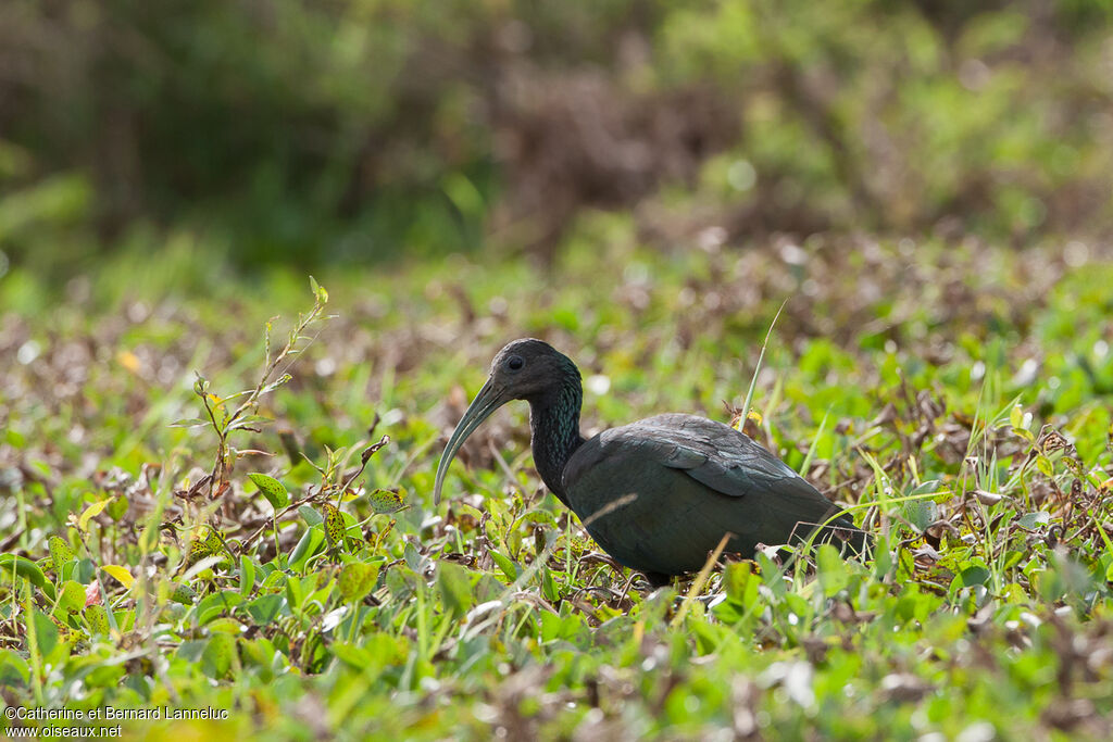 Ibis vertadulte