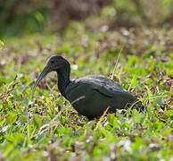 Green Ibis