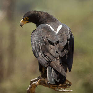 Aigle de Verreaux