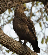 Aigle de Wahlberg