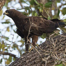 Aigle de Wahlberg