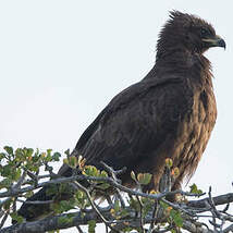 Aigle de Wahlberg