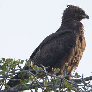 Aigle de Wahlberg