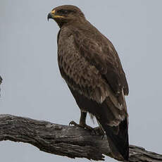 Aigle pomarin