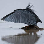 Aigrette ardoisée