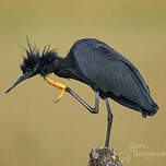 Aigrette ardoisée