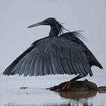 Aigrette ardoisée