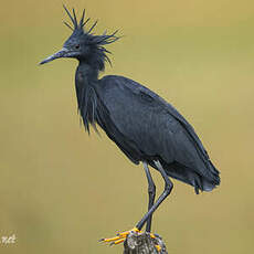 Aigrette ardoisée