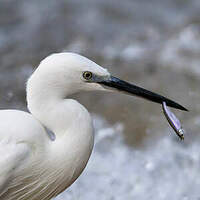 Aigrette garzette