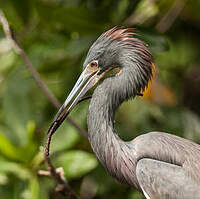 Aigrette tricolore