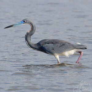 Aigrette tricolore