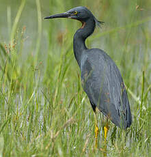 Aigrette vineuse