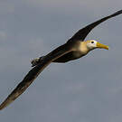 Albatros des Galapagos