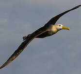 Albatros des Galapagos