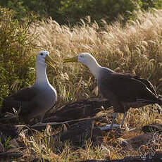 Albatros des Galapagos