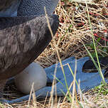 Albatros des Galapagos