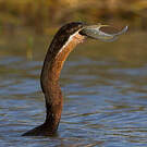 Anhinga d'Afrique