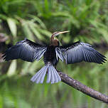 Anhinga roux