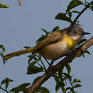 Apalis à gorge jaune