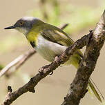 Apalis à gorge jaune