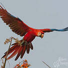 Ara rouge