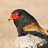 Bateleur des savanes