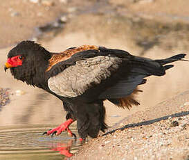 Bateleur des savanes