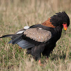 Bateleur des savanes