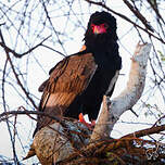 Bateleur des savanes