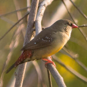 Bengali rouge