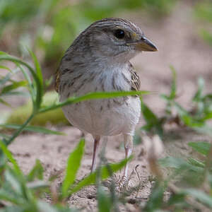 Bruant à front d'or