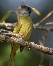 Bulbul à gros bec