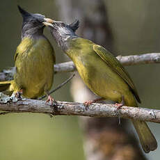 Bulbul à gros bec