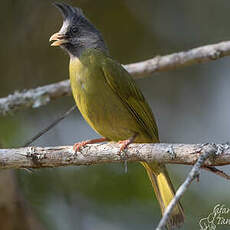 Bulbul à gros bec