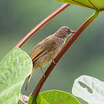 Bulbul aux yeux rouges