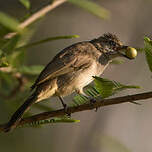 Bulbul de Conrad