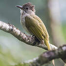 Bulbul de McClelland