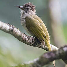 Bulbul de McClelland