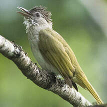 Bulbul de McClelland