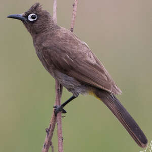 Bulbul du Cap